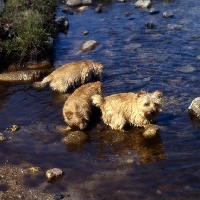 Picture of three norfolk terriers playing in a stream