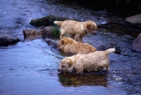 Picture of three norfolk terriers playing in a stream