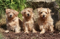 Picture of three Norfolk Terriers