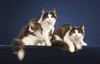 Picture of three Norwegian Forest Cats