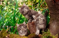 Picture of three Norwegian Forest kittens