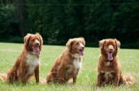 Picture of three Nova Scotia Duck Tolling Retrievers