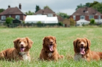 Picture of three Nova Scotia Duck Tolling Retrievers