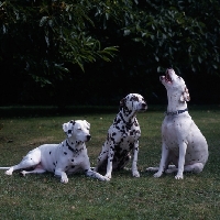 Picture of three obedient dalmatians, one with  liver spots, and complaining