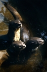 Picture of three otters