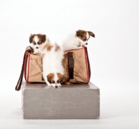 Picture of three Papillon puppies getting out of a bag