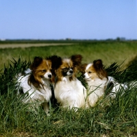 Picture of three papillons in field, sunshoo I'm a dreamaker, dremas double maxim at sunshoo, dremas cannylad at sunshoo