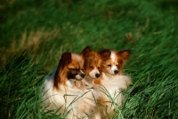 Picture of three papillons in grass