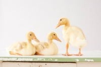 Picture of three Peking Ducklings (aka Long Island duck)