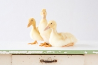 Picture of three Peking Ducklings (aka Long Island duck) on a table