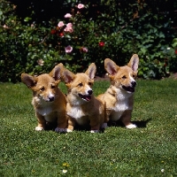 Picture of three pembroke corgi puppies sitting in a garden