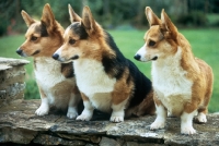 Picture of three pembroke corgis sitting on a wall