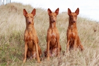 Picture of three Pharaoh Hounds