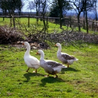 Picture of three pilgrim geese in a field