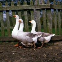 Picture of three pilgrim geese near a fence