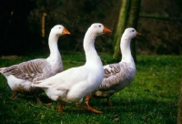 Picture of three pilgrim geese walking together