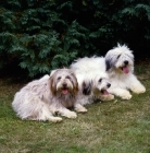 Picture of three polish lowland sheepdogs from megsflocks