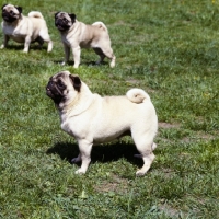 Picture of three pugs in a garden
