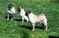 Picture of three pugs together