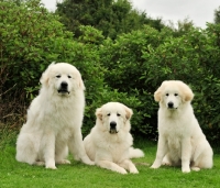 Picture of three Pyrenean Mountain Dog