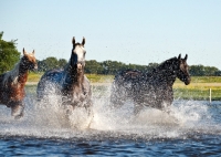 Picture of three quarter horses running through water