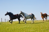 Picture of three quarter horses