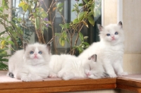 Picture of three ragdoll kittens