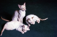 Picture of three red point siamese cats