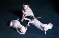 Picture of three red point siamese cats
