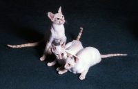 Picture of three red point siamese cats