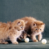 Picture of three red tabby long hair kittens