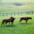 Picture of three rhodesian ridgebacks in a field