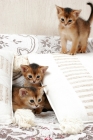 Picture of three ruddy Abyssinian kittens on a sofa