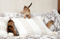 Picture of three ruddy Abyssinian kittens exploring a couch