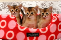 Picture of three ruddy abyssinians in a cat bed