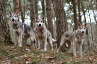 Picture of three Saarloos Wolfhounds