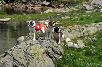 Picture of three Saint Bernard dogs standing on rock