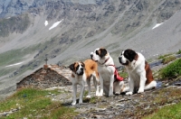 Picture of three Saint Bernard in Swiss Alps (near St, Bernard Pass)