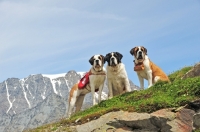 Picture of three Saint Bernard in Swiss Alps (near St, Bernard Pass)