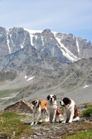 Picture of three Saint Bernards in Swiss Alps (near St, Bernard Pass)