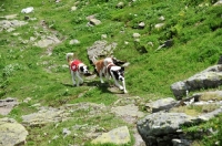 Picture of three Saint Bernards running in Swiss Alps