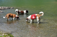 Picture of three Saint Bernards standing in water, one rescue dog