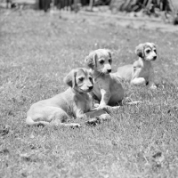 Picture of three saluki puppies