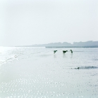 Picture of three salukis from burydown playing on the beach