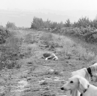 Picture of three salukis in countryside