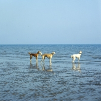 Picture of three salukis on a beach