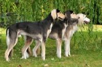 Picture of three Saluki's