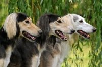 Picture of three Saluki's