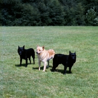 Picture of three schipperkes standing on grass