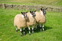 Picture of three Scottish Mule ewes